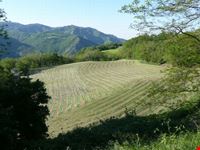 Coniale