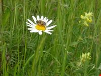 Ape sul fiore
