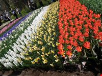 tulipani!