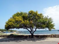 Albero di acacia