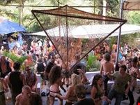 bamboo forest disco