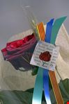 barcelona rose on saint george  s day