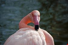 fenicottero rosa nel tierpark daehlhoelzli