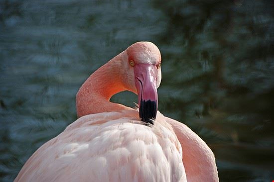 Tierpark Dählhölzli - Foto: twicepix