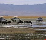 Ngorongoro Safari Ngorongoro Safari