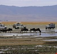Ngorongoro Safari Ngorongoro Safari