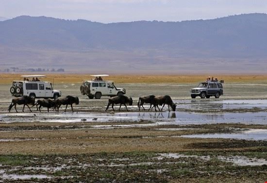 Ngorongoro Safari Ngorongoro Safari