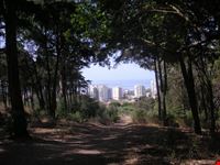 lisbon parque florestal de monsanto