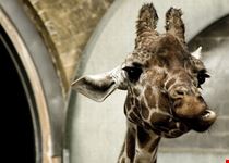 london zoo