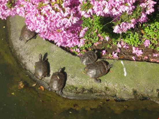 Pegli