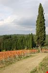 Alla Scoperta del Chianti