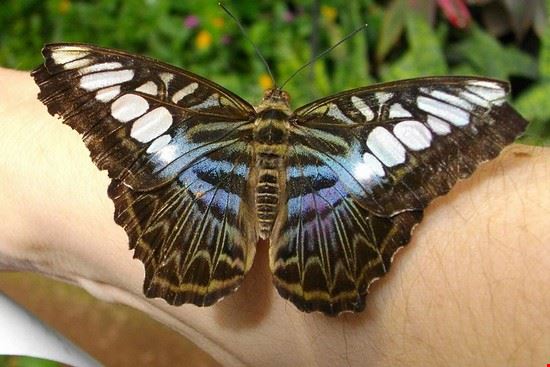  A butterfly in Tucson Botanical Gardens  
