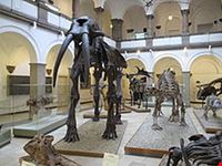 munich palaontologisches museum munich