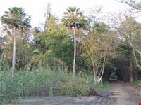 dakar parc forestier2