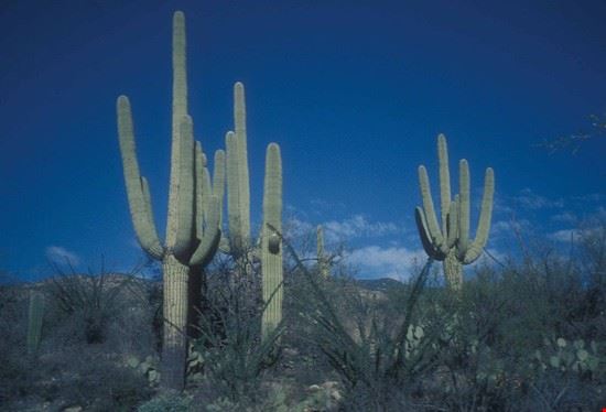  Saguaro National Park  