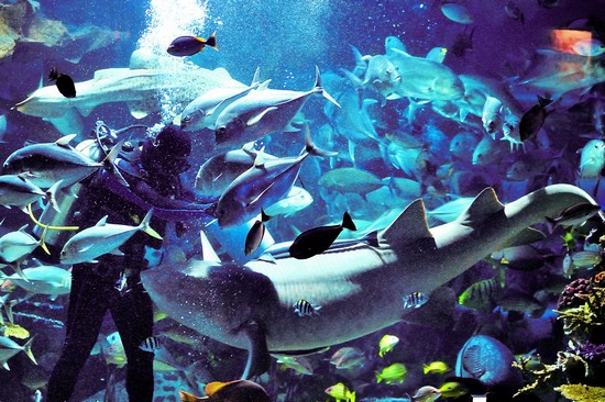 Chiang Mai Zoo e Acquario