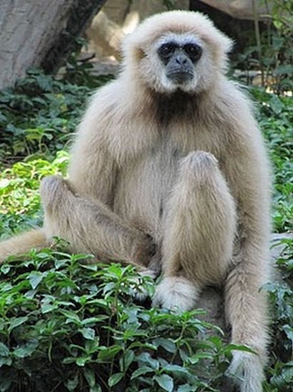 Chiang Mai Zoo e Acquario