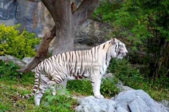 Chiang Mai Zoo e Acquario