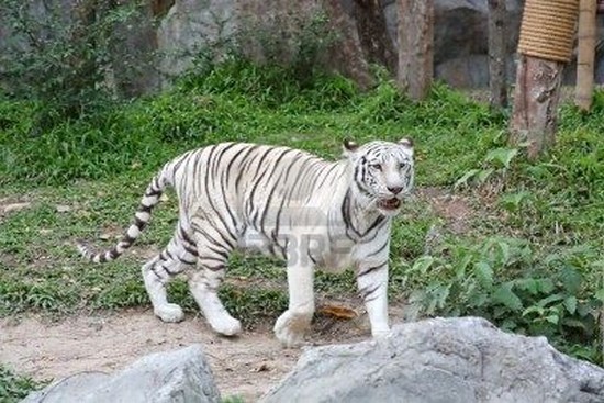 chiang mai chiang mai zoo e acquario