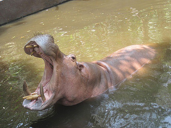 Chiang Mai Zoo e Acquario