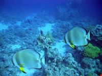 sharm el sheikh ras um sid beach