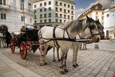 wien pferdekutsche in den strassen wiens