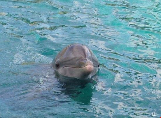 Dolphinella Sharm el Sheikh ~?~Semi Sweet~?~ - CC BY 2.0 ~?~Semi Sweet~?~