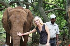 Elephant Encounters