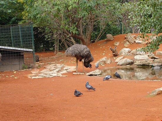  Zagabria Dodo-Bird - CC BY 2.0 Dodo-Bird