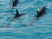 marsa alam dolphin house reef