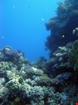 marsa alam elphinstone reef