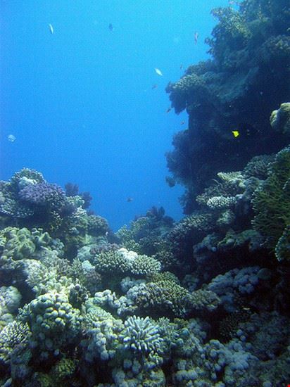 Elphinstone Reef Marsa Alam Creative Commons - mattk1979 Creative Commons