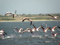 cagliari flamingos