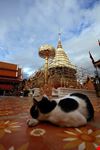 chiang mai doi suthep