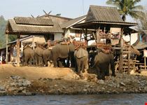 chiang rai elefanten und touristen