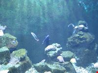 fort lauderdale museum of discovery and science