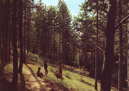 La Pineta