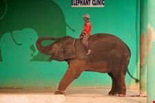 chiang mai aufnahme aus dem elephant nature park