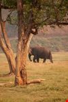 chiang mai elephant nature park