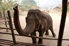 chiang mai ruessel im elephant nature park