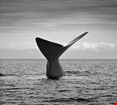 puerto madryn ballena franca del sur