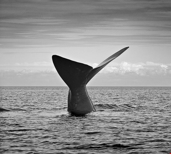 Puerto Madryn