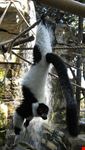 santa barbara santa barbara zoo