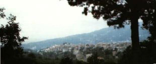 platania