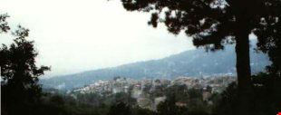 platania