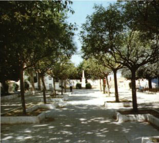 platania