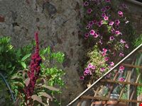 monteriggioni blumenbild