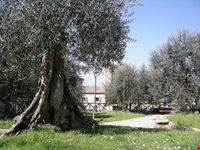 monteriggioni olivenbaeume in monteriggioni