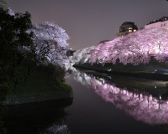 Pink Tokyo