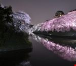 Pink Tokyo Pink Tokyo